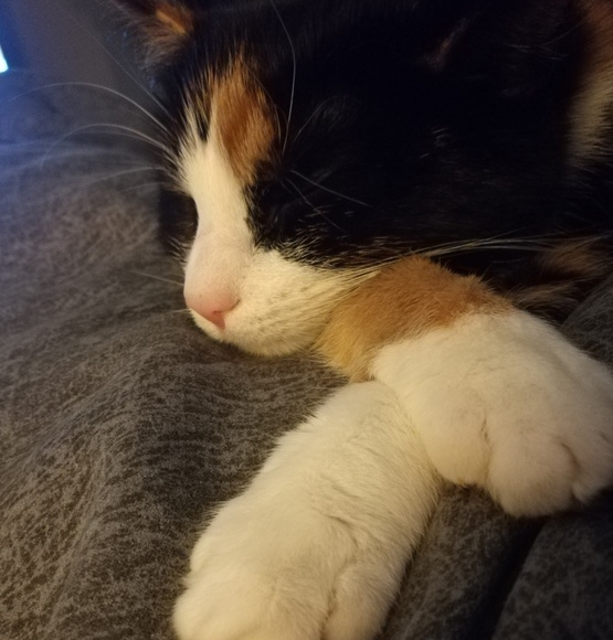 Meet your Posher, Tylor - Picture 4 of 4